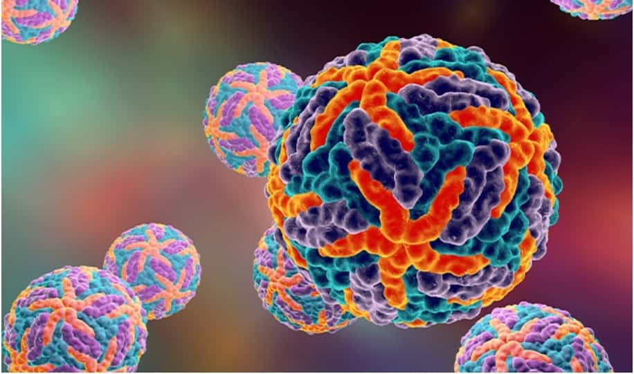 What You Need to Know About Dengue Virus